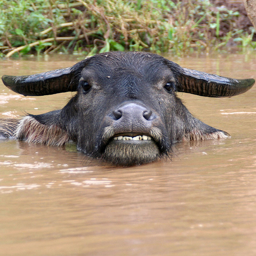 laos-buffalo-photo-by-natmanda.jpg