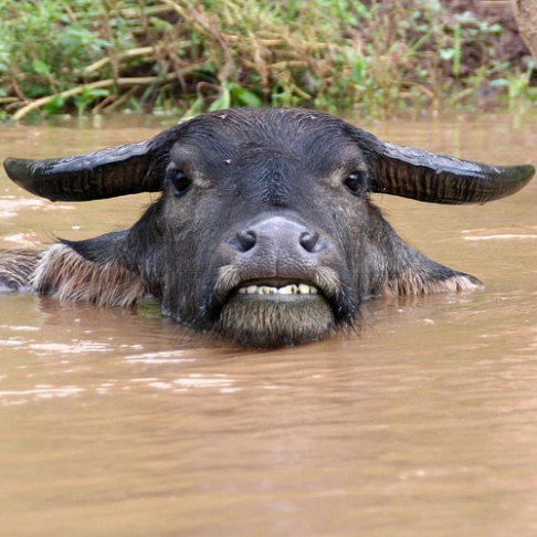laos-buffalo-photo-by-natmanda.jpg?w=486&h=486