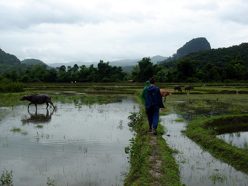 laos-ricefields-photo-by-vondelskater.jpg