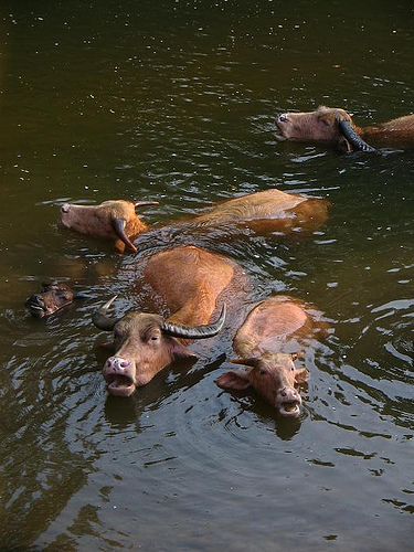 laos-water-buffalo-photo-by-solene-and-kevin.jpg