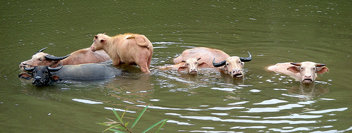 laos-water-buffalo-photo-by-vondelskater.jpg