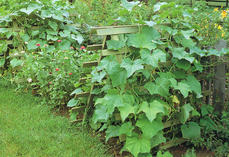 Photo from Vegetable Gardening with Derek Fell book